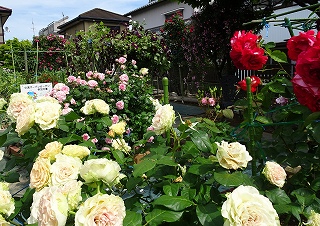 5月上旬　バラの庭　全景