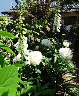 境界に白い花を集めて清々しく