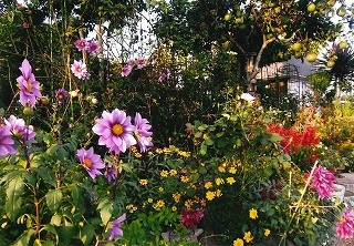 ダリアの夏花壇