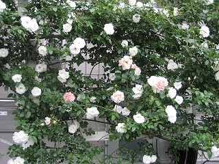 白と薄いピンクのバラ