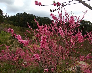 周遊ルートを歩き、上から見下ろすように撮影した花桃の繁み