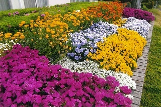 アリッサムやビオラなどの春の花が満開の花壇