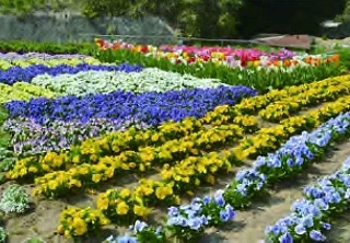 広い花壇を春の小花で埋め尽くすようにデザイン
