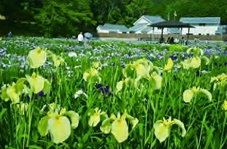 広大な菖蒲園の全景写真、手前は黄色の花菖蒲