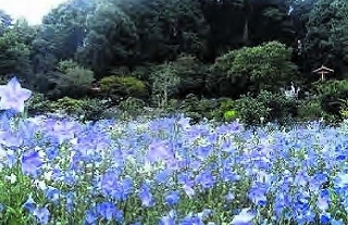青と白に染まる庭園