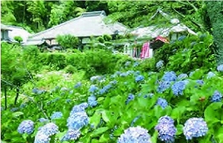 青いアジサイが咲く庭園