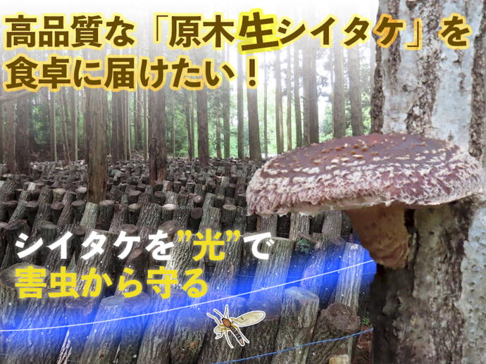 高品質な原木生シイタケを食卓へ届けたい