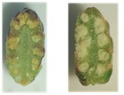 雄花断面の写真（左：MU-FUN、右：普通のスギ）