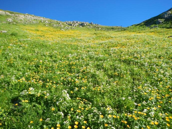 写真：南アルプス高標高部のお花畑
