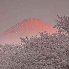 令和4年度　「紅富士桜（べにふじさくら）」 岩浅利泰