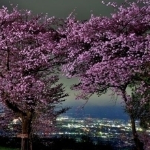 令和4年度　「夜桜と夜景のコラボ」 山本武正