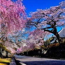 令和5年度　入選「桜の回廊」