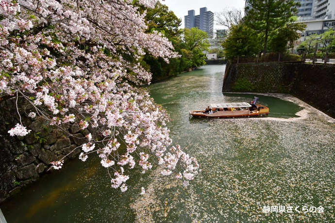 写真：準特選2桜の風景