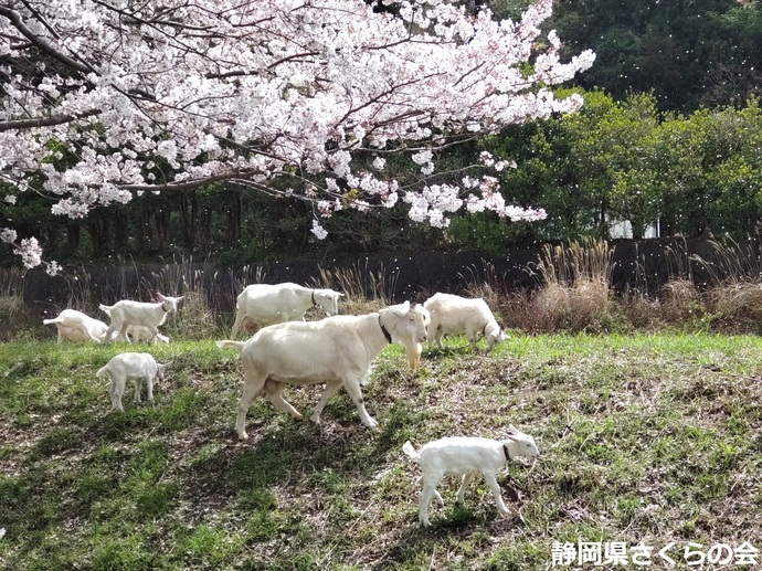 写真：入賞2桜の風景