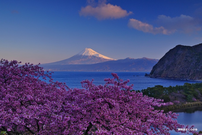 写真：特選富士山と桜