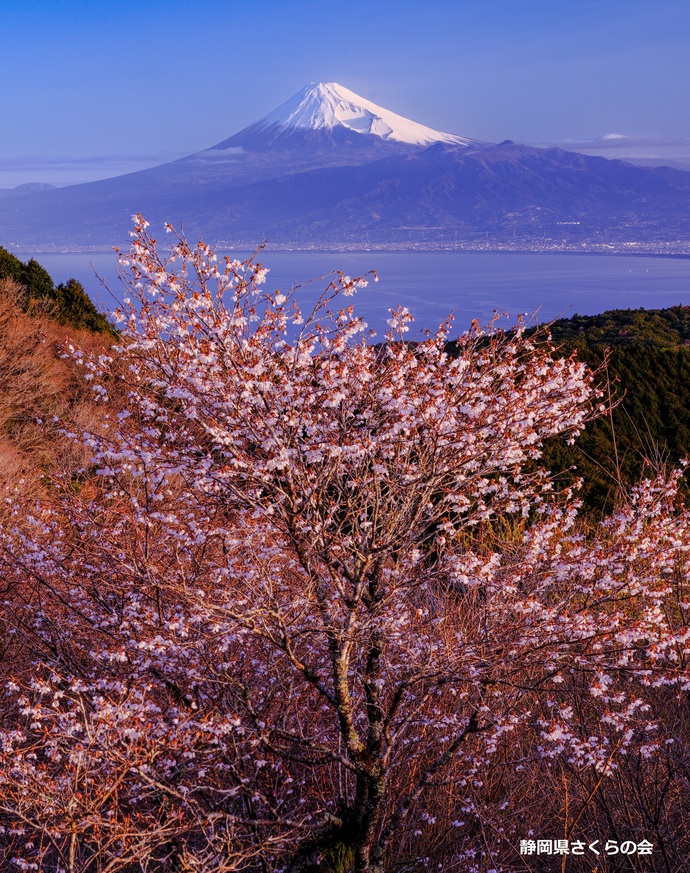 写真：準特選1富士山と桜