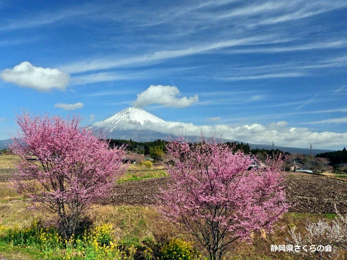写真：準特選2富士山と桜