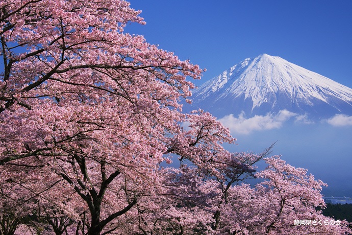 写真：入選1富士山と桜