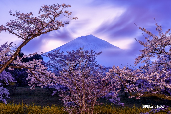 写真：入選2富士山と桜