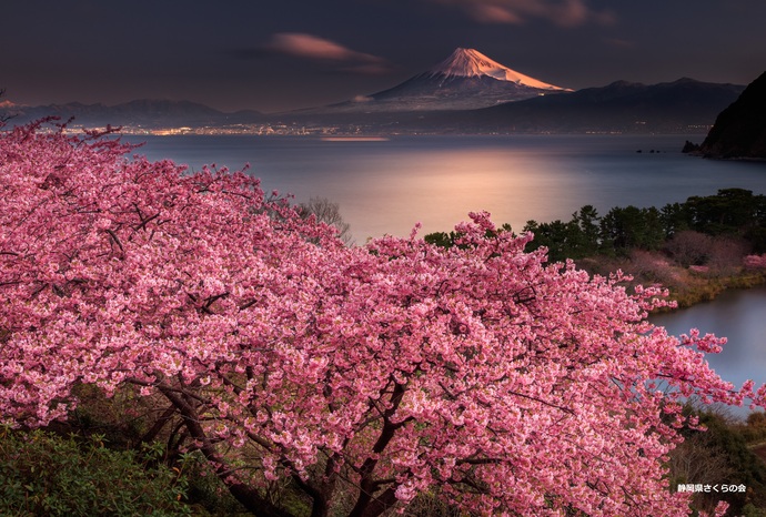 写真：入選3富士山と桜