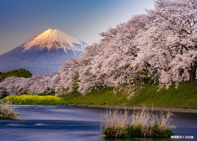 写真：入選4富士山と桜