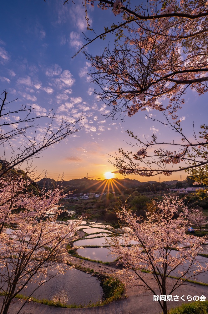 写真：準特選「夕桜に見守られ」