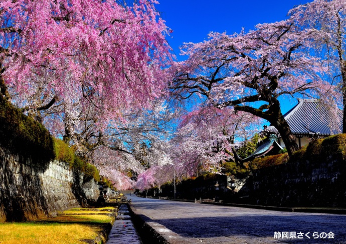 写真：入選「桜の回廊」