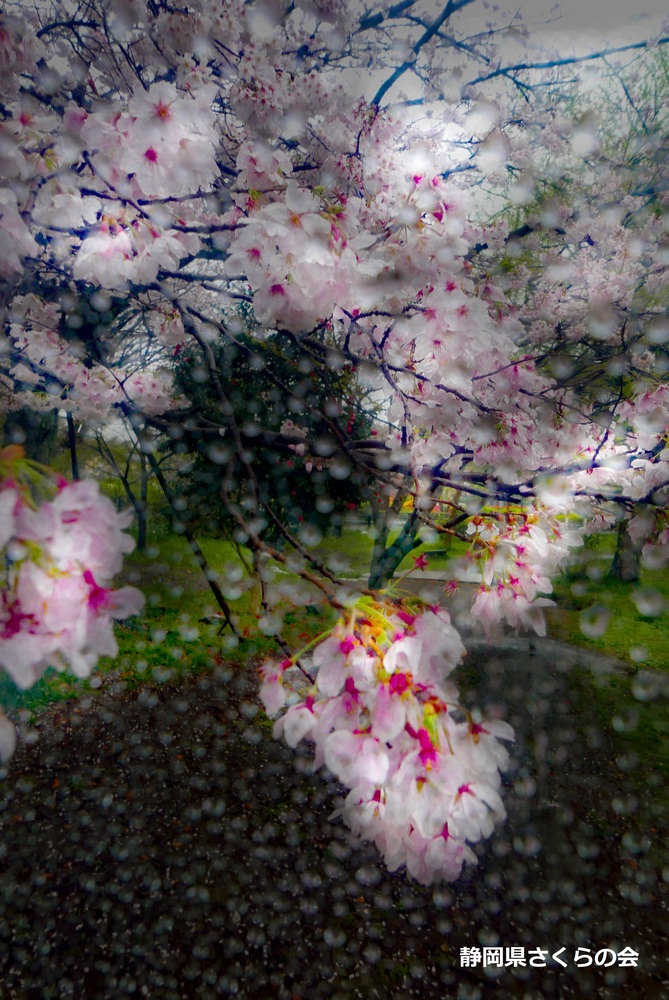 写真：入選「桜舞う」