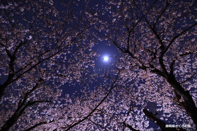 写真：U-25賞「夜櫻と月」