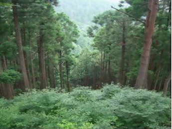 森の力で整備された森林の写真