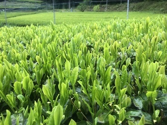 茶園の写真