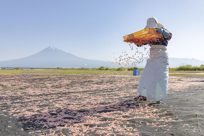 桜えびを乾燥させている風景