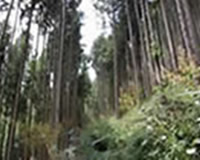 kanbatsu