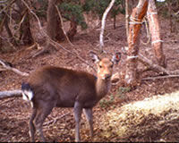 deer