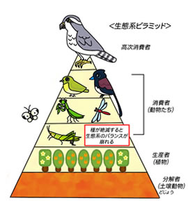 生態系ピラミッド