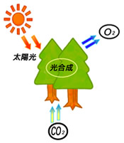 光合成