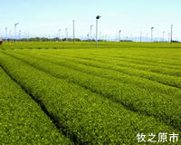 茶園の写真