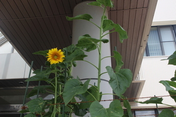 写真：開花したひまわりの様子