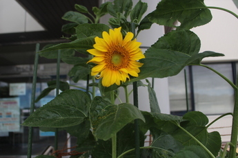 写真：開花したひまわりの様子（寄り）