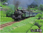 5月の写真