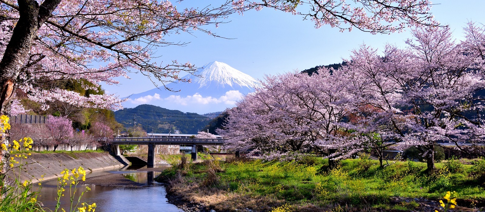 桜と菜の花と富士山の写真