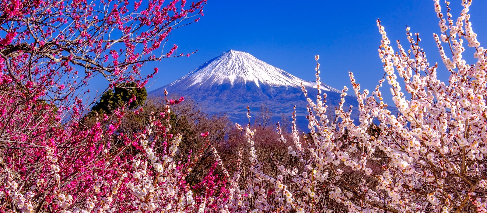 春の富士山の写真