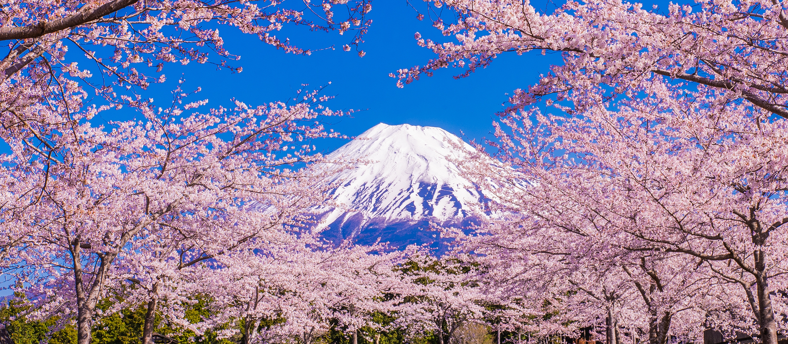 桜と富士山の写真