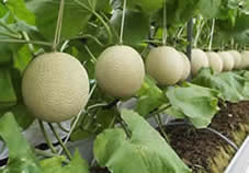 写真：温室で栽培されているメロンの果実