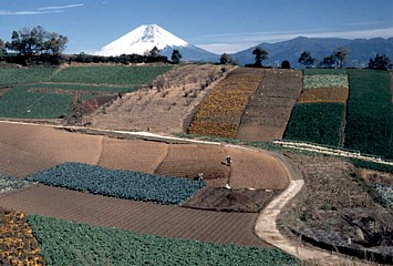 景観写真：箱根西麓の畑（三島市）