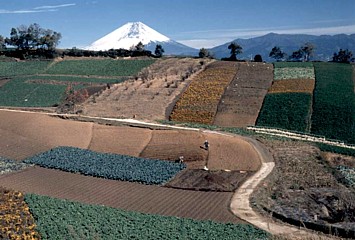 景観写真:箱根西麓の畑(三島市)