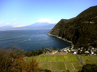 写真:井田の菜の花畑(沼津市)