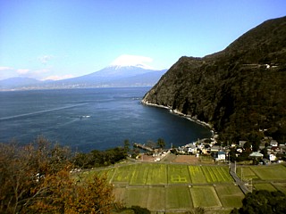 写真：井田の菜の花畑（沼津市）