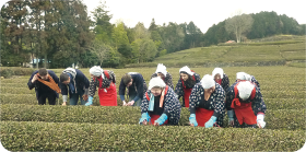 写真：茶摘みの様子