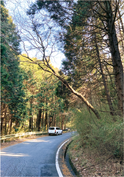 写真:道路に倒れ掛かっている木